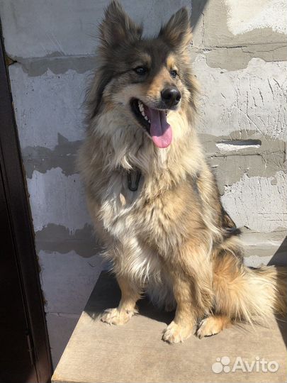 Собака в добрые руки отдам бесплатно