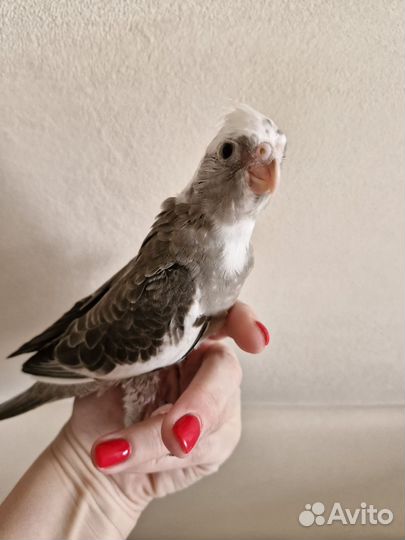 Попугай корелла птенец