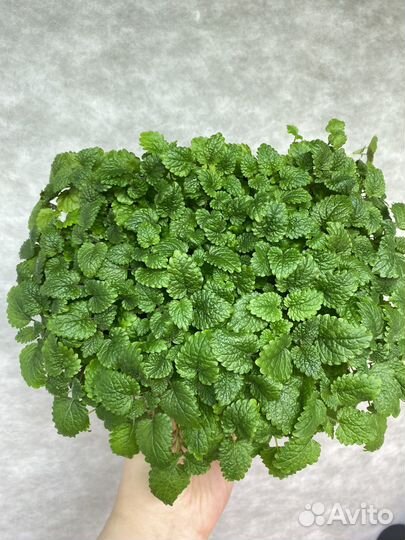 Мелисса лимонная свежая зелень