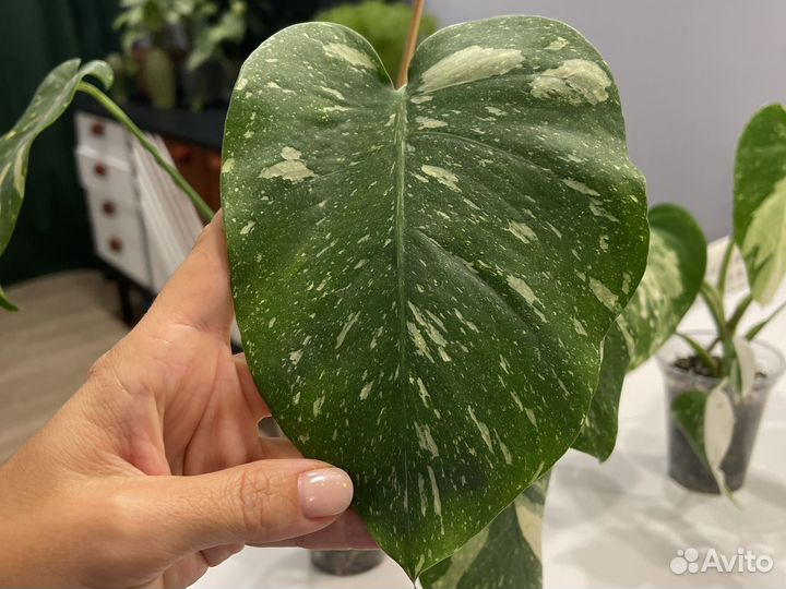 Монстера Тайское созвездие