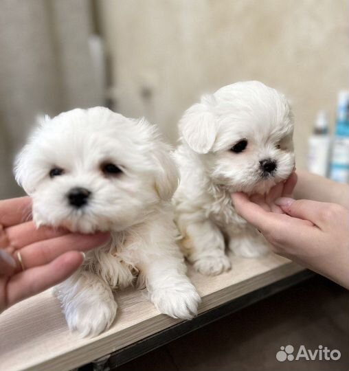 Щенки Мальтезе мини