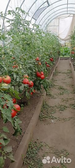 Томат розовый