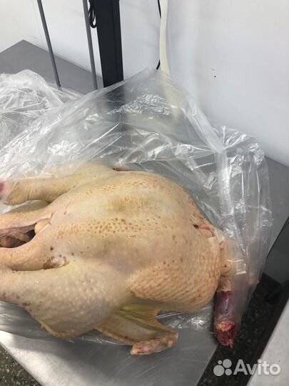 Мясо индейки оптом