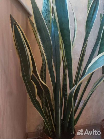 Спатифиллум Женское счастье и щучий хвост