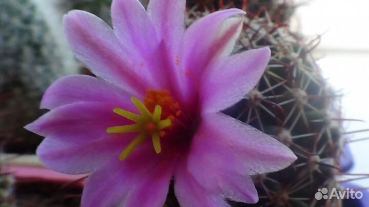 Кактусы цветущие