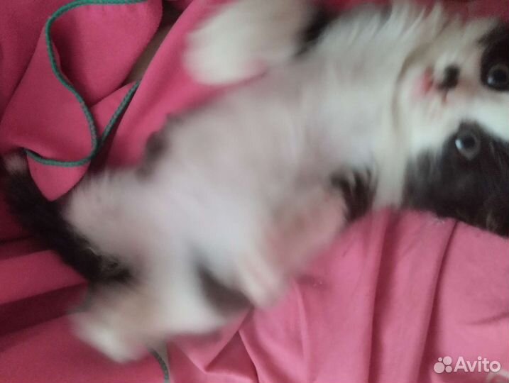 Котёнок от мышеловки