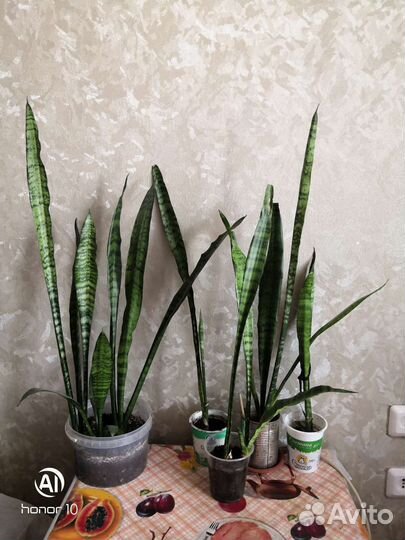 Сансевиерия разная