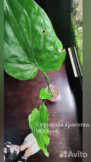 Фикус ретуза Грин