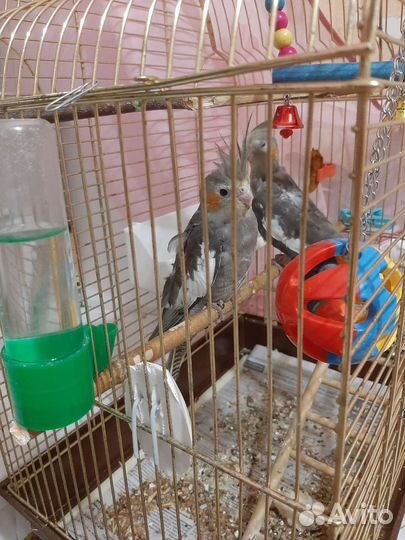 Птенцы кареллы