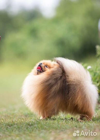 Померанский шпиц мини мальчики