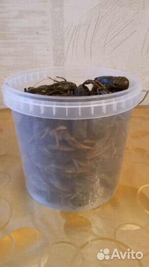 Живые и варёные раки Сотрудничество с рыбаками