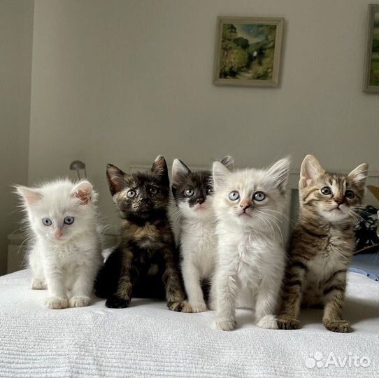 Котята ждут маму