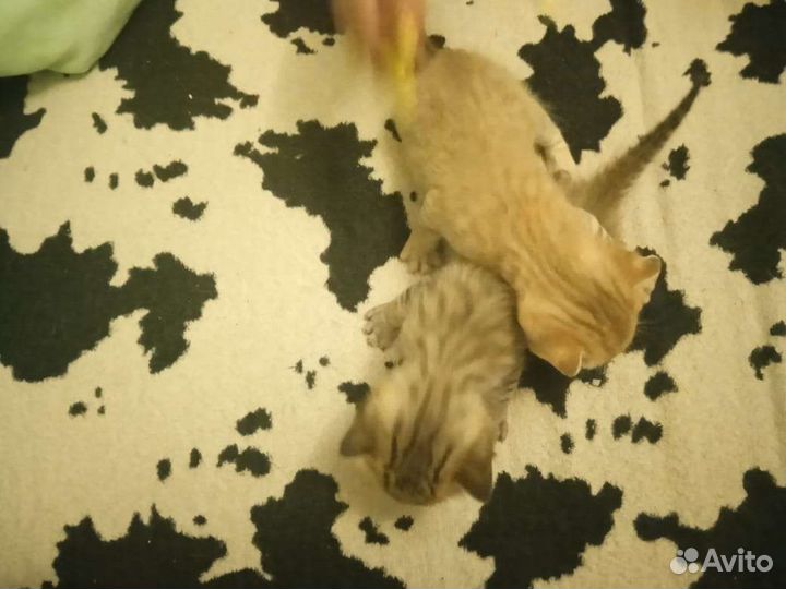 Шотландские котята