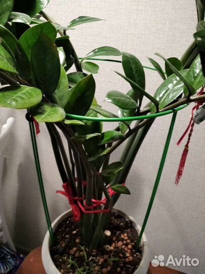 Замиокулькас