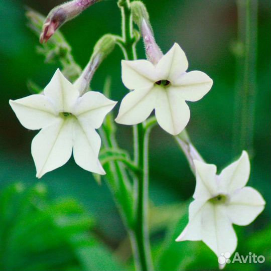 Рассада душистого табака