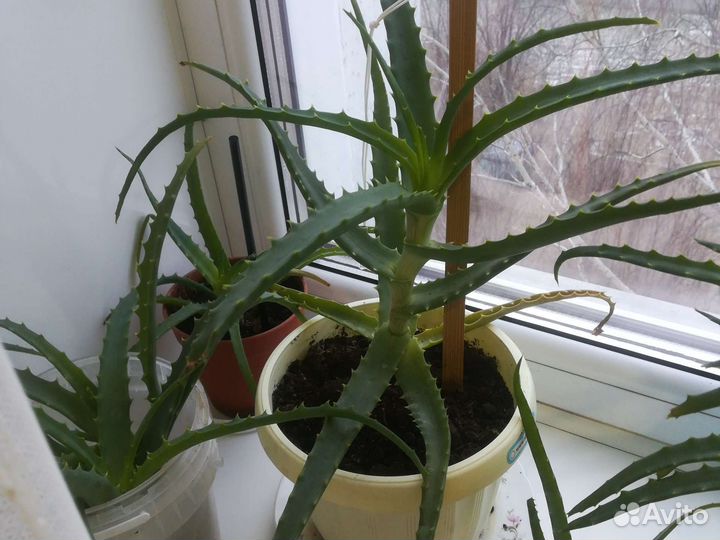 Алое-столетник, лечебное, хавортия красивая