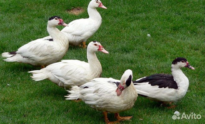 Утки муларды