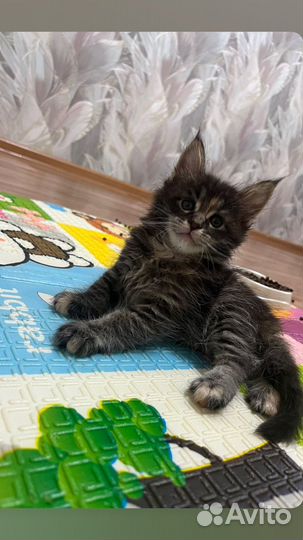 Котята мейн-кун