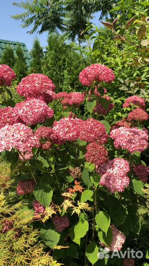 Гортензии древовидные