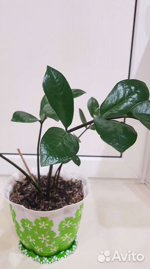 Замиокулькас