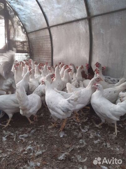 Минорка,коралл- молодка