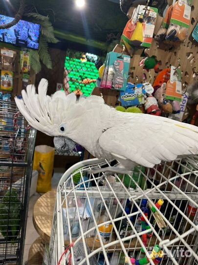 Попугай какаду ручной