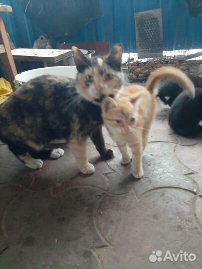 Котята в добрые руки