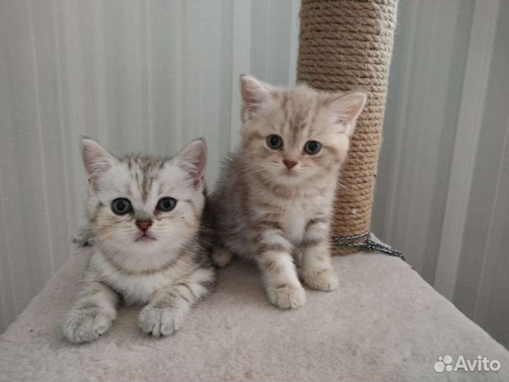 Продам шотландских котят