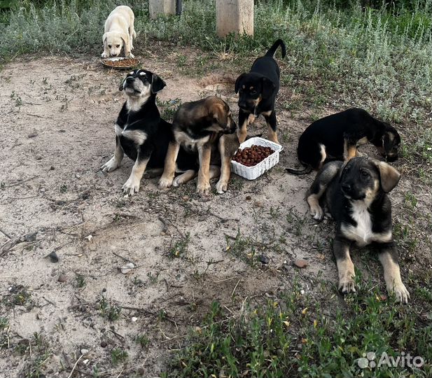 Щенок в добрые руки бесплатно