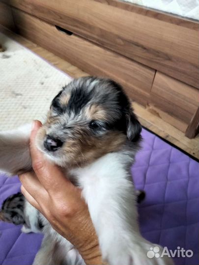 Колли щенки