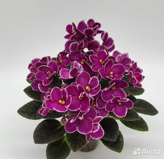 Минифиалки детки