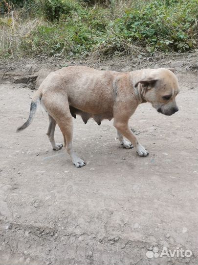 Собака Дина