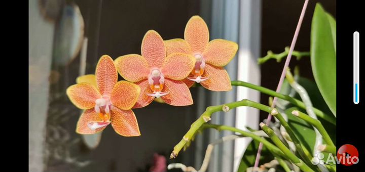 Фаленопсис мастерпис