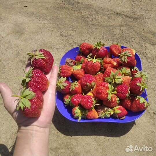 Рассада клубники садовой крупноплодной