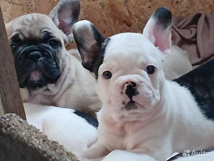 Французики