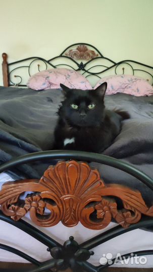 Передержка животных