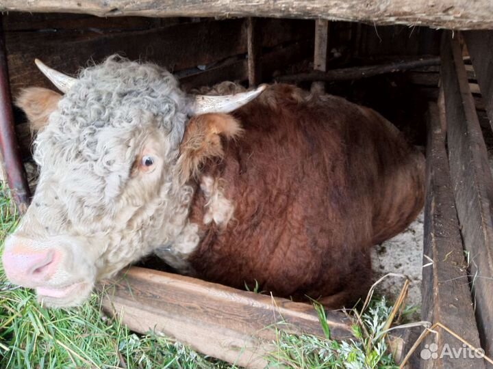 Бычки и быки на мясо племя