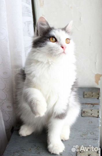 Котёнок