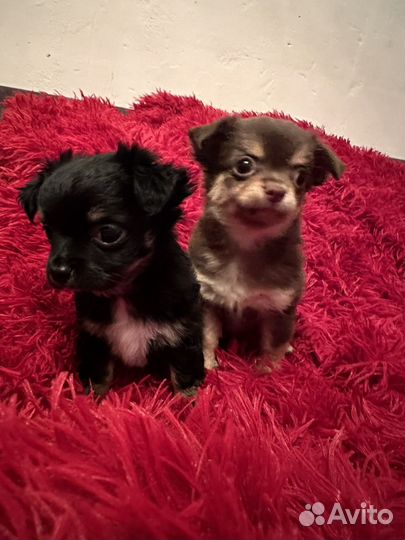 Щенки чихуахуа