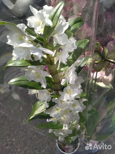 Филодендрон, дендробиум, цветы, комнатные цветы