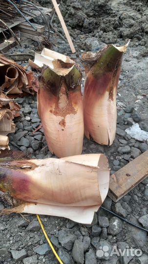 Срез коры пальмы.Кора пальмы