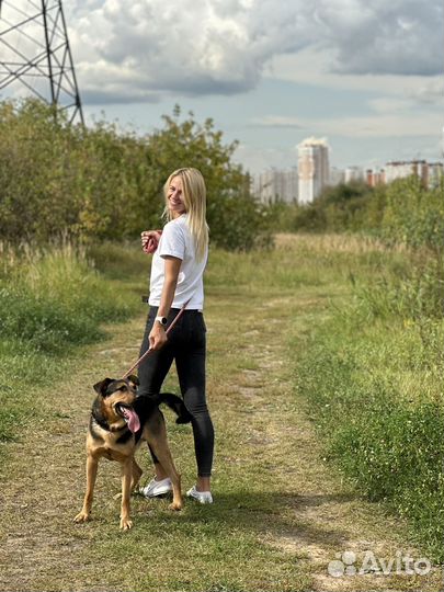 Потрясающий пёс из приюта ищет дом