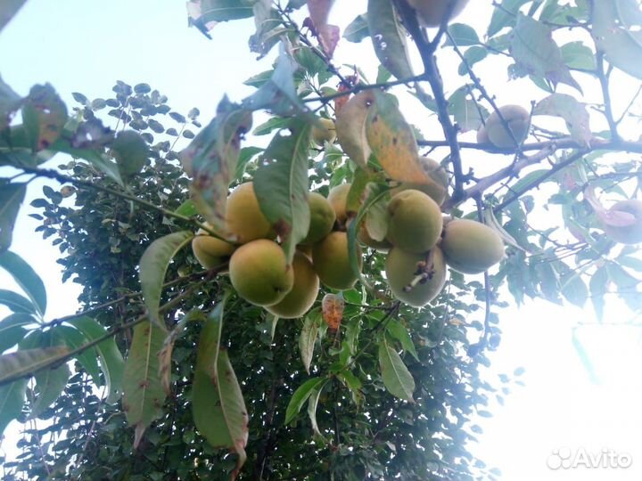 Персик хасанский, семена