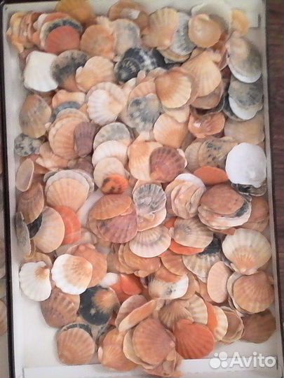 Разноцветные Ракушки Крылатки одним пакетом