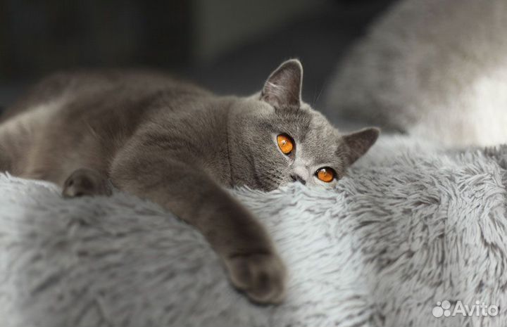 Британские котята