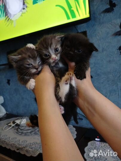 Маленькие котята