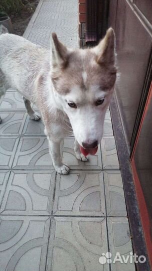 Найдена собака хаска