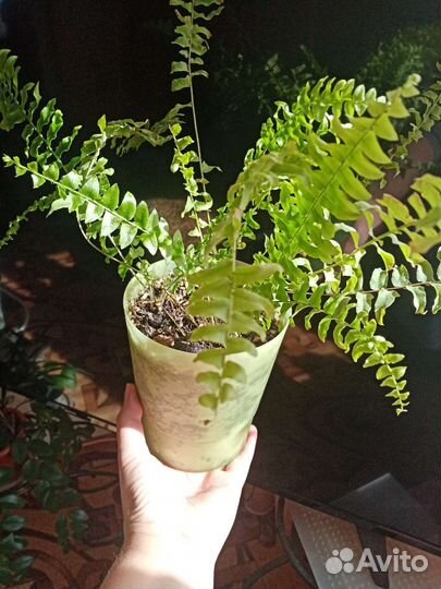 Сансевиерия. Папоротники. Драцена. Сциндапсус