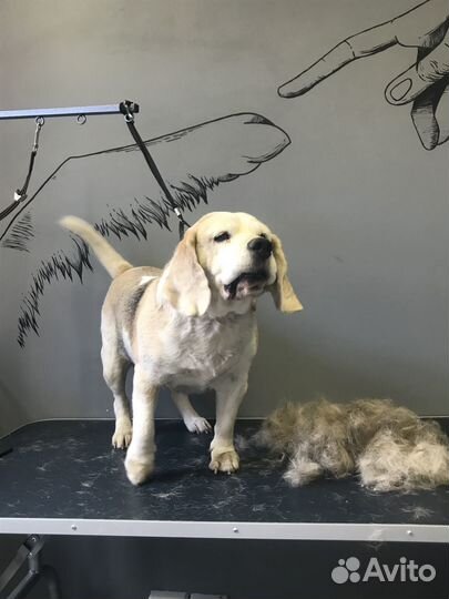 Экспресс линька собак