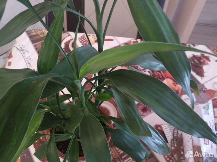 Драцена Сандера